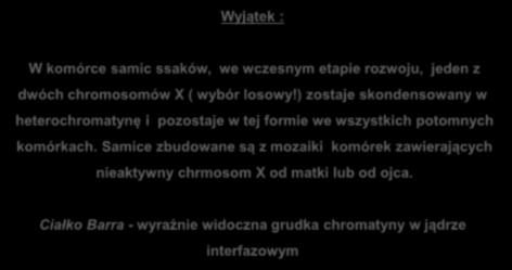 DNA w chromatynie interfazowej NIE jest silnie upakowane Wyjątek : W komórce samic ssaków, we wczesnym etapie rozwoju, jeden z dwóch chromosomów X ( wybór losowy!