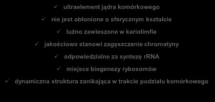 Jąderko ultraelement jądra komórkowego nie jest obłonione o sferycznym kształcie luźno zawieszone w