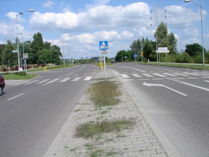 Ajlant gruczołkowaty Ailanthus altissima