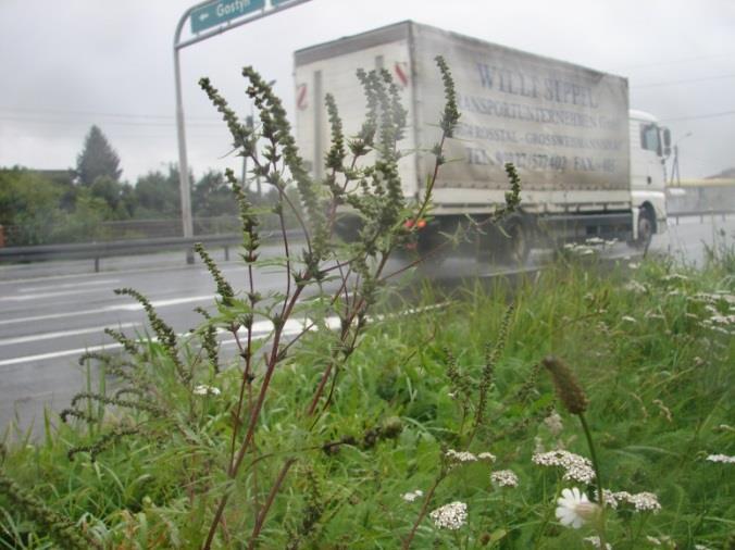 drobna Eragrostis minor Ambrozja 