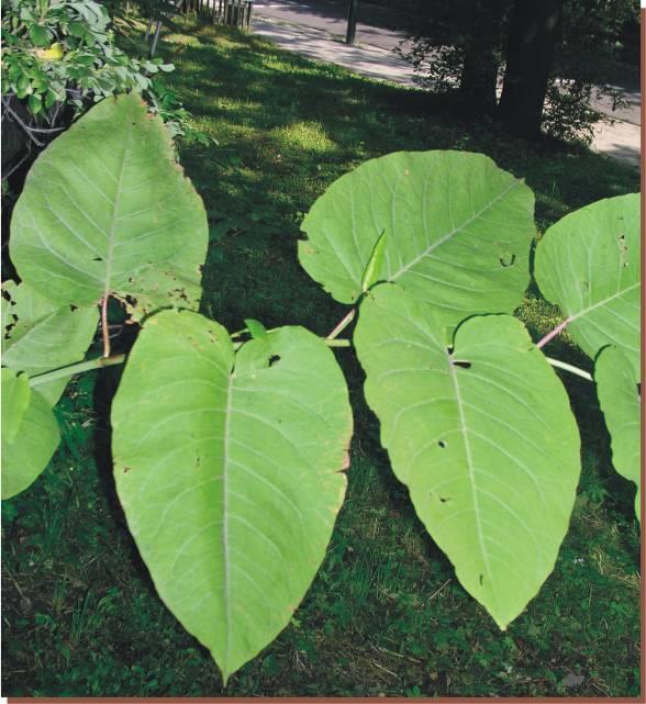 Reynoutria (Fallopia)