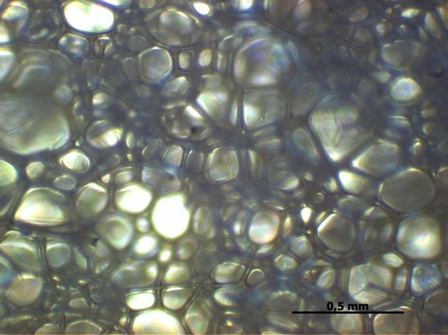 komórkowej pianek, otrzymanych z poliolu pochodzenia petrochemicznego. Średnia średnica komórek pianki RF 551 wynosiła 0,014 mm.
