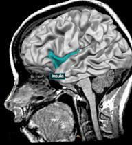 SPOSTRZEGANIE EMOCJI: MECHANIZMY NEURONALNE wyspa (insula) jest strukturą mózgową wyspecjalizowaną w emocji wstrętu (obrzydzenia) zaobserwowano deficyty zarówno w doświadczaniu, jak i rozpoznawaniu