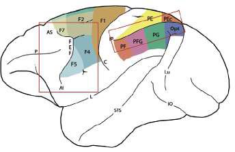 ODKRYCIE MN: DI PELLEGRINO ET AL., 1992; GALLESE ET AL., 1996; BONINI ET AL., 2010; FOGASSI ET AL.