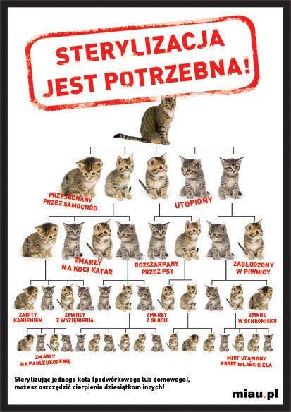 Cena kociaków przeznaczonych na kolanka, czyli nie do hodowli to wydatek rzędu 1800-2000 PLN. W tej cenie zawarte są już zabiegi kastracji/sterylizacji, pełny pakiet szczepień i odrobaczanie.