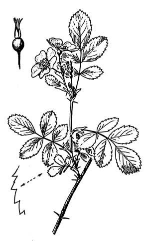 204 Fragm. Flor. Geobot. Polonica 14(1), 2007 Ryc. 3 (Fig. 3). Rosa woodsii Lindl.: pęd kwiatowy (flowering shoot) (KRÜSSMANN 1974). Hypancjum i szypułki nagie.