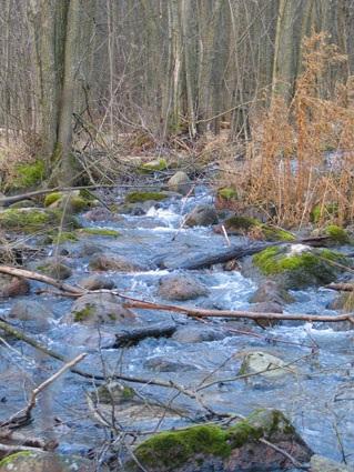 Występują tu również gatunki zwierząt charakterystyczne dla chłodnego klimatu: ryba sieja, ptak orzechówka, mały gryzoń smużka.