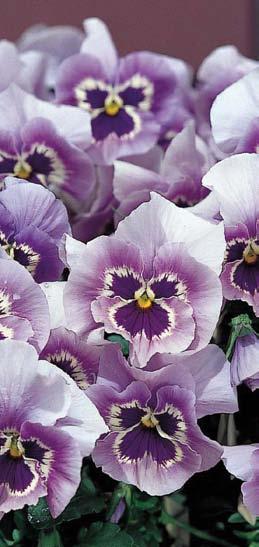 Select Viola wittrockiana Select - najlepsze odmiany w