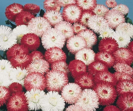 Bellissima Bellis perennis Grupa stokrotek polecana do