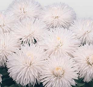 Bellissima White Habanera Bellis perennis Rewelacyjna