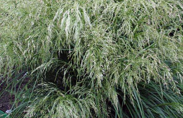 Deschampsia Zimozielona, kępiasta trawa odmiana Tradiflora rośnie słabiej niż gatunek, dlatego nadaje się do