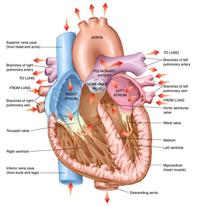 Perfuzja fizjologiczna Andrzej Jabłonka I. A. Bochenek, M. Reicher: Anatomia człowieka, Tom II. II. J. Sokołowska-Pituchowa: Anatomia człowieka. III. W.