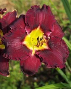 Hodow ca: Stamile, 1985. Autumn Red Wysokość: 99 cm.