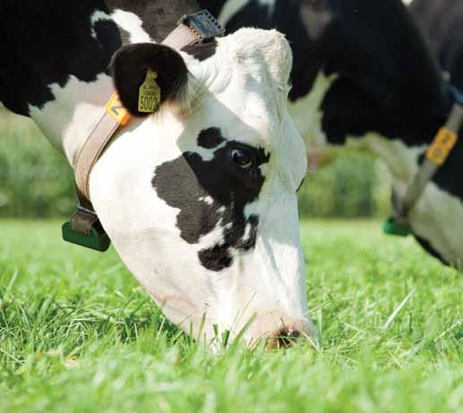Dzięki odpowiednio zbilansowanym składnikom oraz zastosowaniu najlepszej jakości surowców zaspokajają wymagania pokarmowe krów mlecznych przy jednoczesnym zachowaniu dobrej zdrowotności.