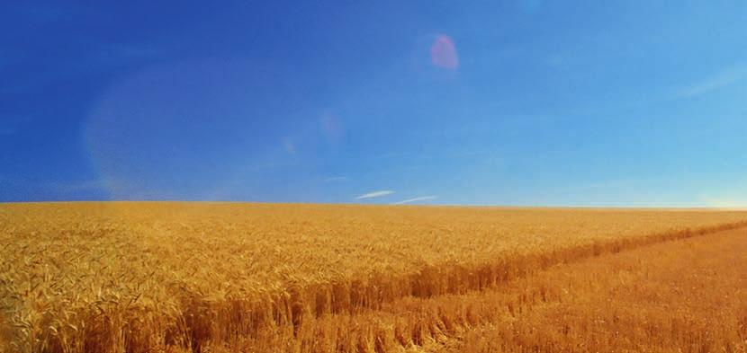 Skuteczność azotu: odpowiedź na wyzwania ekonomiczne i ekologiczne Rolnictwo stoi przed następującymi wyzwaniami ekonomicznymi i ekologicznymi: Produkcja żywności w przystępnych cenach, przy