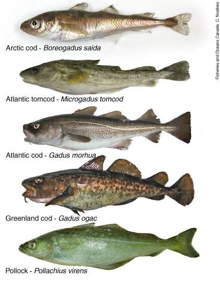 Ściśle spokrewnione gatunki łączymy w: rodzaj (genus)