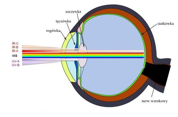 Bezpieczeństwo fotobiologiczne zamienników żarówek 71 Szczegółowe wymagania dotyczące warunków oraz technik pomiarowych poszczególnych zagrożeń opisane są w normie PN-EN 62471:2010 [8] oraz