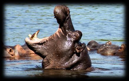 Jest szlak największej populacji słoni migrującej od Chobe do Zambezi Zanim Wyruszymy w droge to zajedziemy do przeuroczego Parku Mahango Game Reserve gdzie oprócz zwierząt zobaczymy ogromne Baobaby