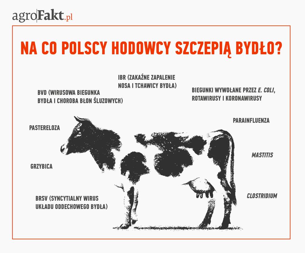 https://www. Na co polscy hodowcy szczepią bydło?