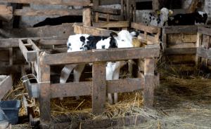 https://www. Najwięcej upadków wśród cieląt powodują schorzenia układu oddechowego. Na rynku dostępne są szczepionki działające kompleksowo. Zabezpieczają przed BRSV, parainfluenzą oraz pasterelozą.