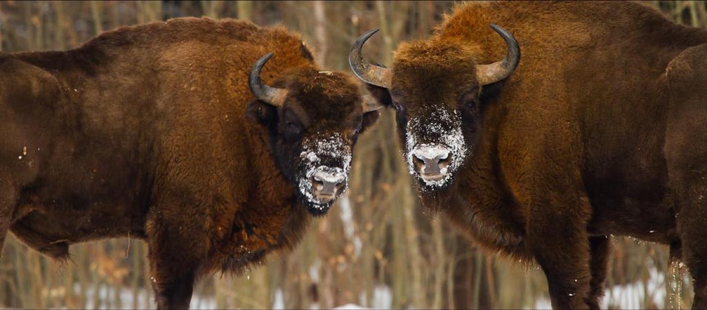 33 ATRAKCJE W BIAŁOWIEŻY