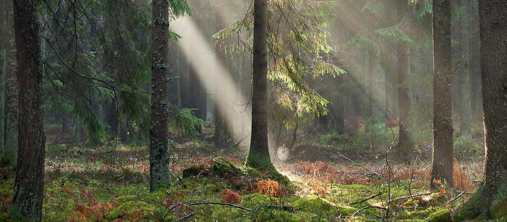 3 PUSZCZA BIAŁOWIESKA i BIAŁOWIEŻA Jedyne pierwotne