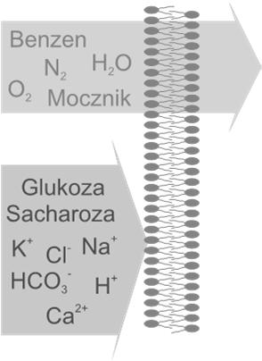 Transport bierny Dyfuzja przez błonę Rodzaj cząsteczki Na + K + Cl