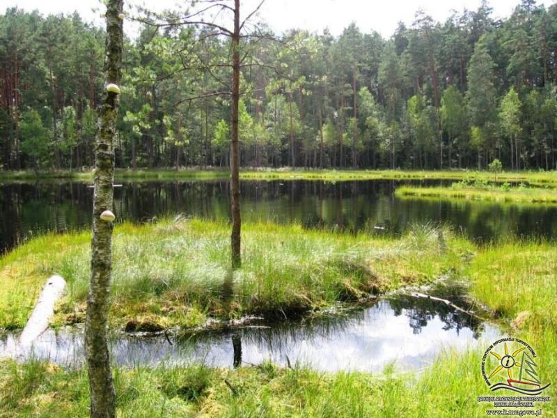 Poprawa warunków wodnych MECHOWSKA Typowe mechowiska, młaki charakteryzują się przede wszystkim