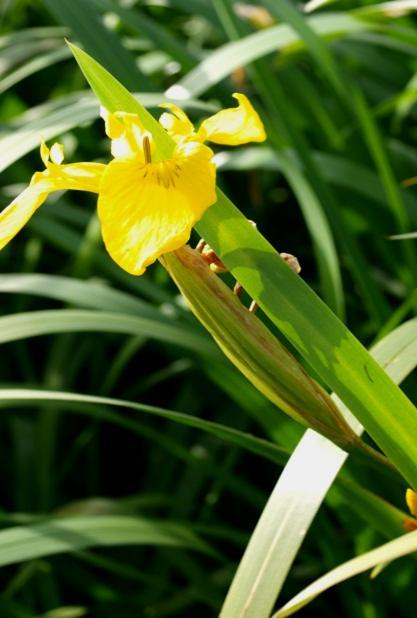 Inną, ważną funkcją szuwarów turzycowych jest retencjonowanie wód zalewowych oraz naturalna filtracja i