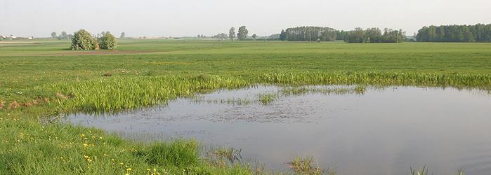 ELEMENTY KRAJOBRAZU NIEUŻYTKOWANE ROLNICZO Oczka wodne korzystnie modyfikują bilans wodny i cieplny środowiska.