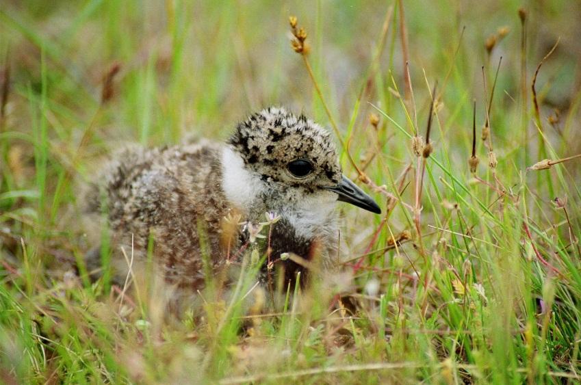 Ochrona zagrożonych gatunków ptaków i siedlisk przyrodniczych poza obszarami Natura 2000