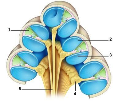 ROZDZIAŁ 2. WYBRANE ZAGADNIENIA Z ANATOMII I FIZJOLOGII NARZĄDU SŁUCHU Ucho środkowe pełni również ważną funkcję ochronną przed zbyt głośnymi dźwiękami.