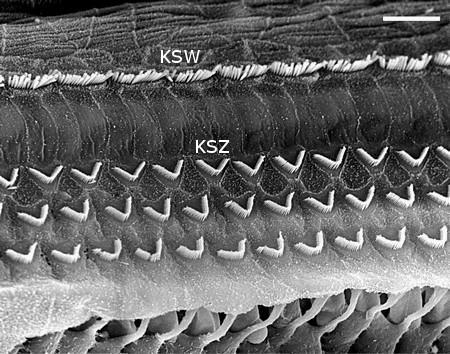 ROZDZIAŁ 2. WYBRANE ZAGADNIENIA Z ANATOMII I FIZJOLOGII NARZĄDU SŁUCHU W zakręcie podstawnym przewodu słuchowego tworzą z reguły trzy rzędy, w zakręcie środkowym cztery, w szczytowym zaś pięć rzędów.