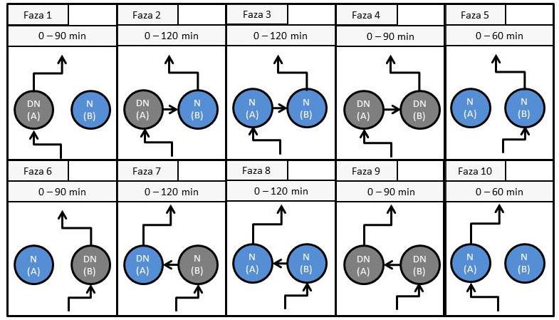 Rys. 3. Procesy biologicznego usuwania biogenów zachodzące w komorach osadu czynnego w zależności od fazy ustalonej w cyklu: N nitryfikacja; DN denitryfikacja; (A), (B) komory osadu czynnego, [oprac.