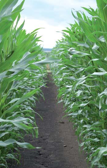 Niniejszy przewodnik obejmuje 3 główne zagadnienia związane z uprawą kukurydzy YieldGard : Koegzystencja (współistnienie) różnych typów upraw np.