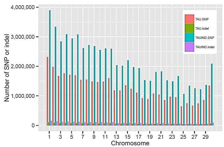 SEKWENCJONOWANIE GENOMÓW 1000 GENOMES bovine 1000 GENOMES PROJECT (www.