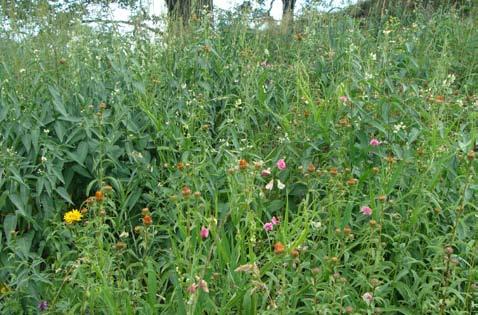 Murawy ciepłolubne w zachodniej części obszaru Natura 2000 PLH020034 Dobromierz... 21 Fot. 3. Murawa ciepłolubna z dominacją Lathyrus sylvestris i Vincetoxicum hirundinaria, Sady Górne 20.06.