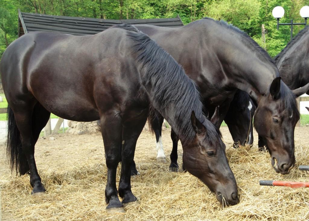 Dumą rancza w Nojewie są piękne konie rasy śląskiej W najbliższą sobotę, 13 maja, już od południa zapraszamy gorąco do Starego Młyna w Nojewie.