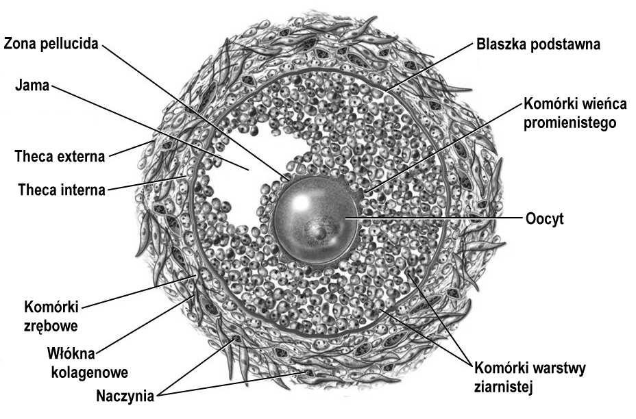 5 mm +) oocyt osiąga największe rozmiary tworzy się jama pęcherzyka wypełniona płynem (liquor folliculi zawiera kwas hialuronowy,