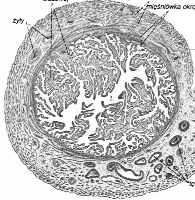 osłonkowo-luteinowe komórki śródmiąższowe komórki wnękowe (rzadkie, w zrębie wnęki