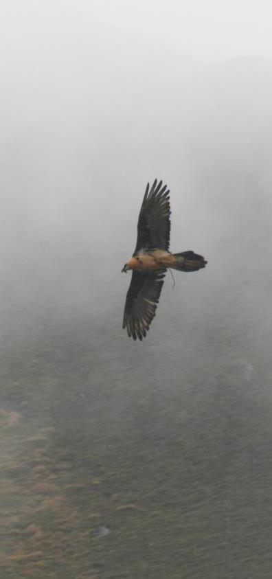 Langtang Lirung i Kimshung. W okolicy są również fabryki sera obowiązkowa degustacja twarogów i serów z mleka jaka.