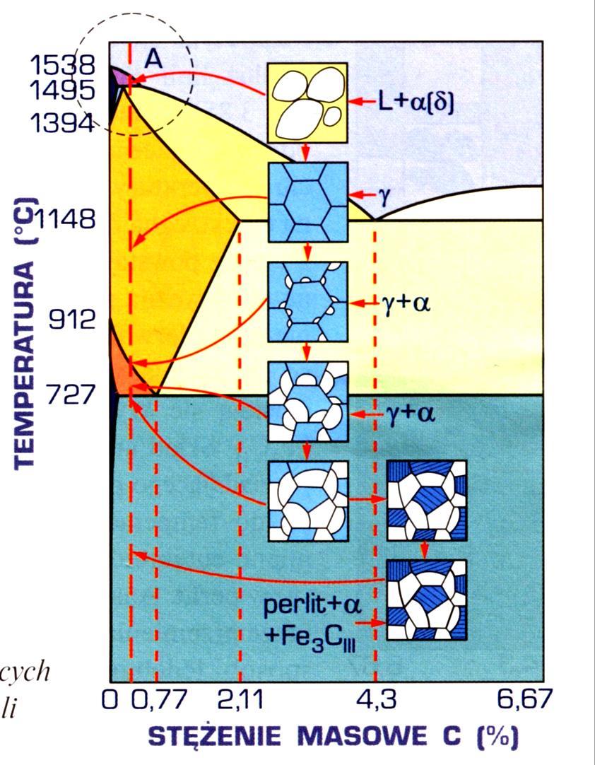 reakcja perytektyczna: L+ ( )=. Nadmiar cieczy w tym stopie decyduje o uzyskaniu mieszaniny austenitu i cieczy L po zakończeniu przemiany perytektycznej.