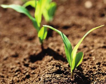 siewu kukurydzy uzależniona jest od warunków środowiskowych, kierunku użytkowania i wczesności odmiany.