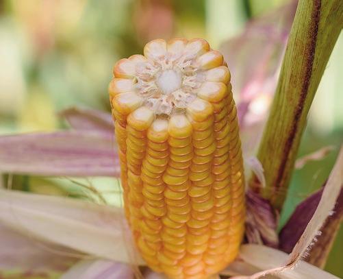 SM Furman FAO 260 NOWOŚCI doskonałe połączenie wysokich plonów i bardzo dobrej jakości kiszonki szybki wzrost początkowy w sezonach niesprzyjających uprawie kukurydzy pozwala uzyskać zadowalające