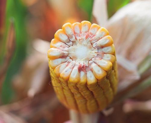 Vitras FAO 260 ŚREDNIOPÓŹNE dobra tolerancja na chłody wiosenne, umożliwia wczesny siew, może służyć jako substrat do produkcji biogazu (wydajność 9108 m 3 /ha na podstawie wyników doświadczeń