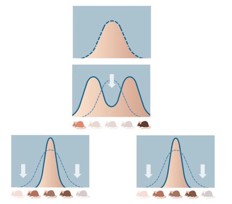 http://ib.bioninja.com.au/higher-level/topic-10-genetics-and-evolu/103-gene-pools-and-speciati/types-of-selection.