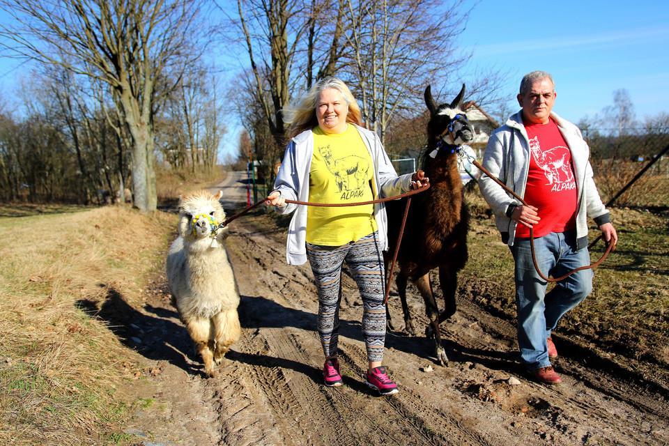 Odpowiednio wyszkolona alpaka na pewno pozwoli nam na pokonywanie sporych odległości.