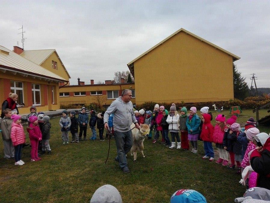 alpaki rewelacyjnie sprawdzą się też w