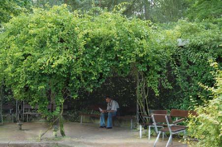 milin (Campsis) czy hortensja pnąca (Hydrangea anomala subsp.