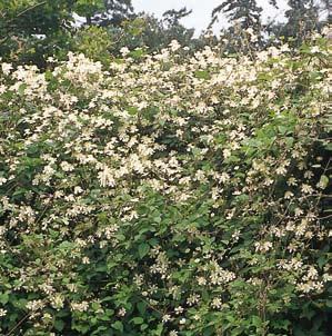 Clematis Paul Farges G. Vitalba Aristolochia macrophylla, Helsinki Clematis Bill MacKenzie G.